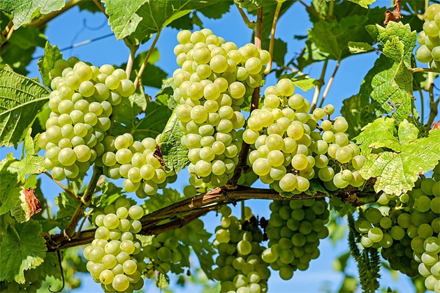 Ставрополье соберет 35 тыс. тонн винограда