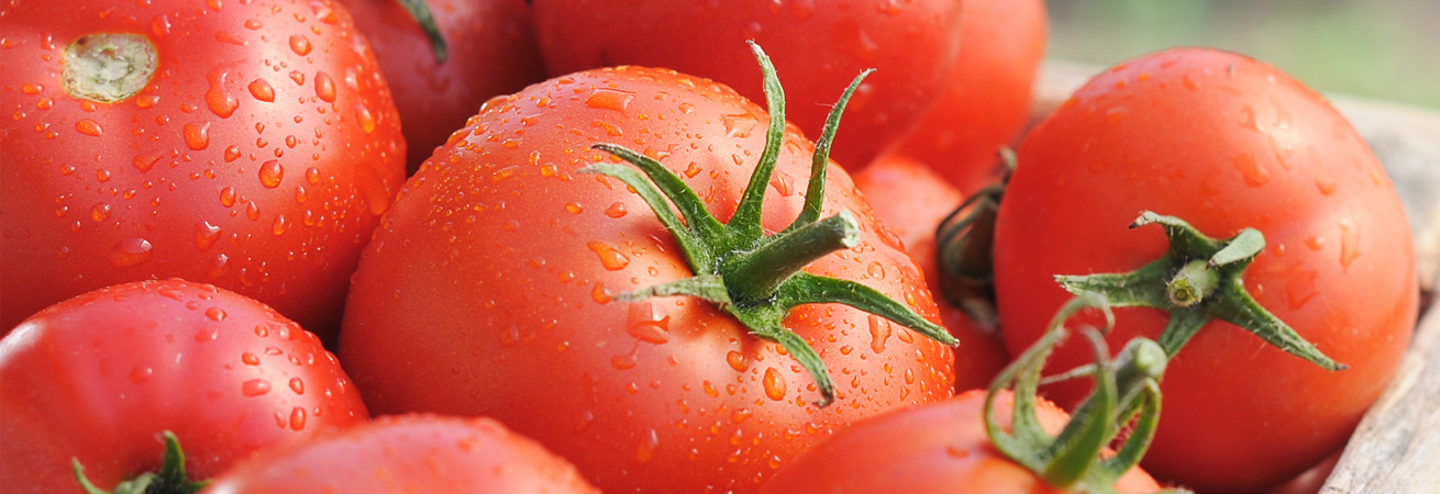 В Ставропольском крае увеличилась урожайность томата