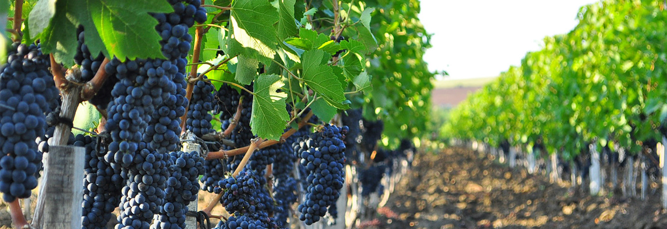 Урожай винограда на Ставрополье в 4,5 раза больше, чем в прошлом году