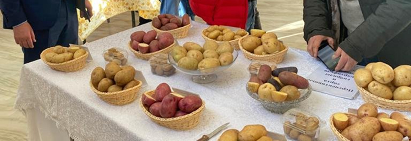 Семеноводству картофеля – инновационный путь развития