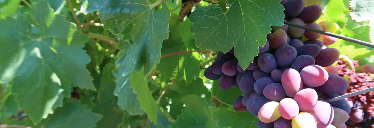 В Ставропольском крае продолжается уборка винограда