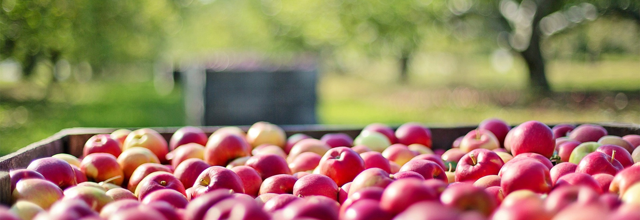 Урожайность яблок на Ставрополье в сравнении с прошлым годом выросла на 20%