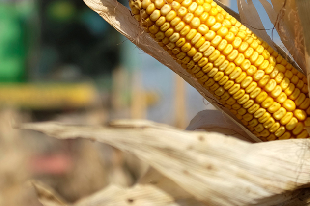 Урожай кукурузы на зерно в Ставропольском крае превысил прошлогодний на 13%