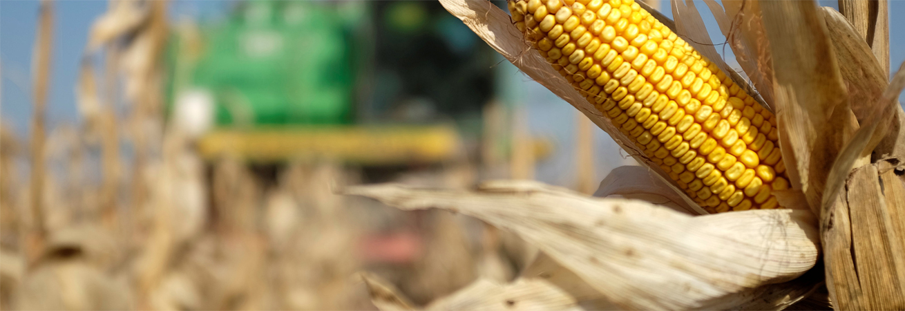 Ставропольские аграрии приступили к уборке кукурузы на зерно