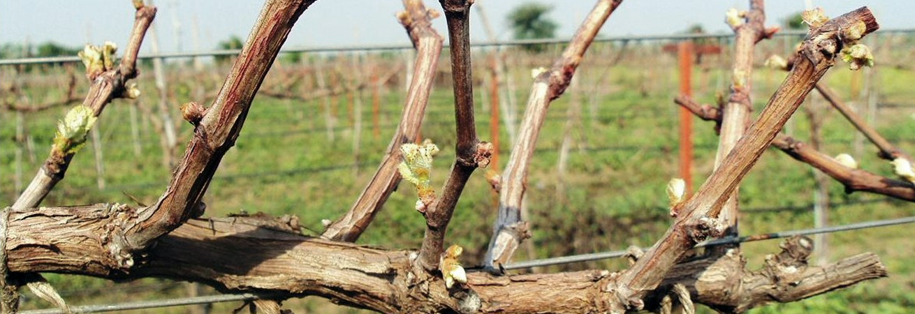 На Ставрополье продолжаются весенние полевые работы на виноградниках