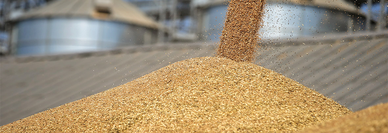 Экспорт ставропольского зерна приближается к 5 млн тонн