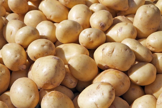 На Ставрополье выкопали более 130 тысяч тонн картофеля