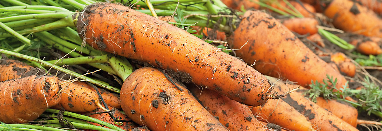 На Ставрополье произведено 16,9 тыс. тонн моркови за 2018 год