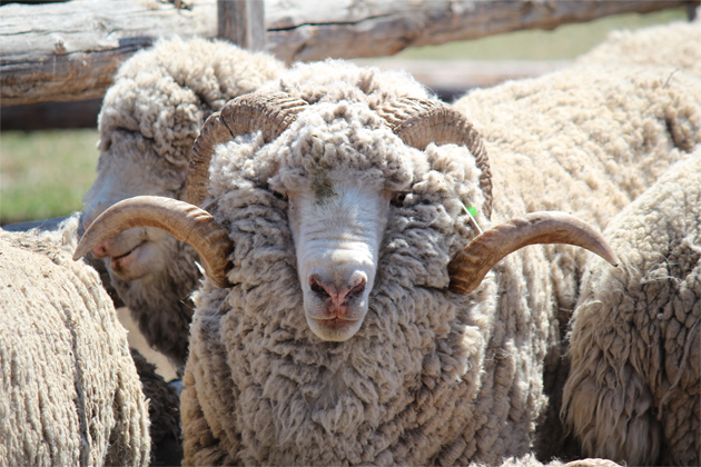 На Ставрополье улучшают генофонд овец