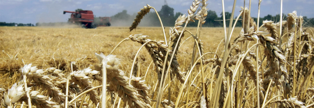 Экспорт ставропольского зерна вырос на треть