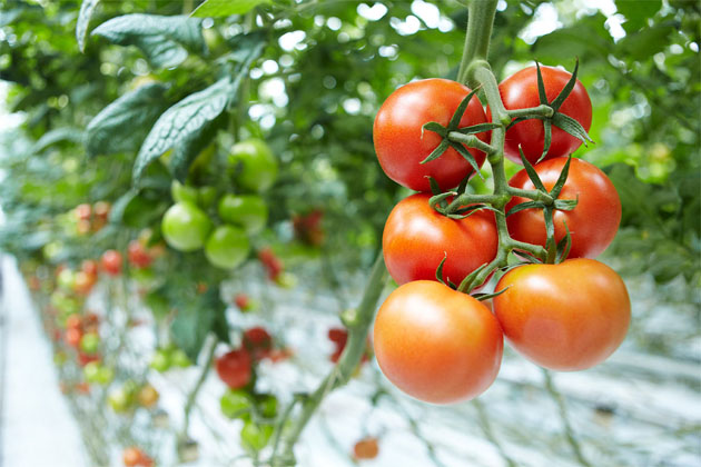 16% тепличных томатов в России собрано на Ставрополье