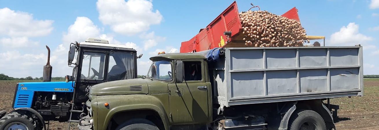 На Ставрополье идет массовая уборка картофеля