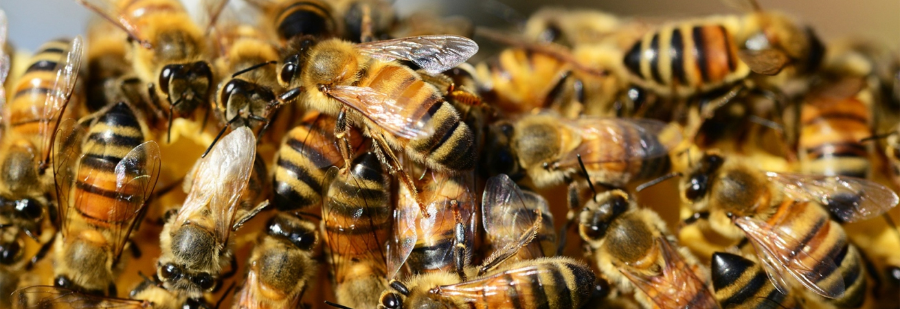 На Ставрополье поддерживают развитие пчеловодства