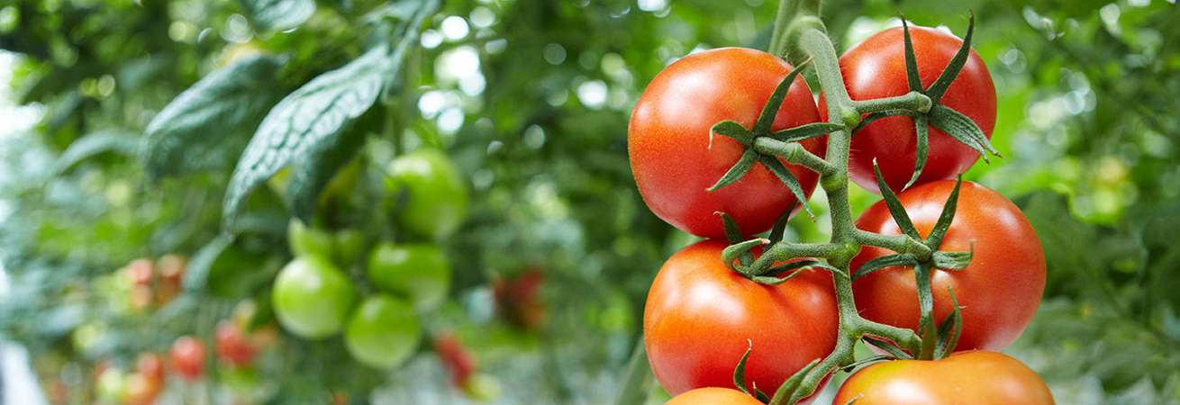 16% тепличных томатов в России собрано на Ставрополье