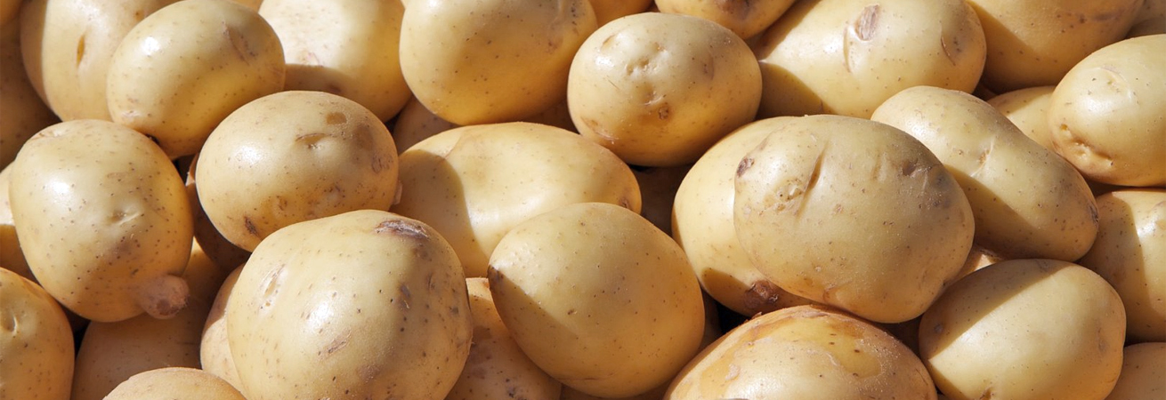 На Ставрополье выкопали более 130 тысяч тонн картофеля