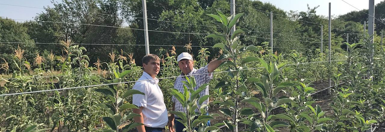 На Ставрополье продолжается реализация краевой программы по закладке суперинтенсивных яблоневых садов