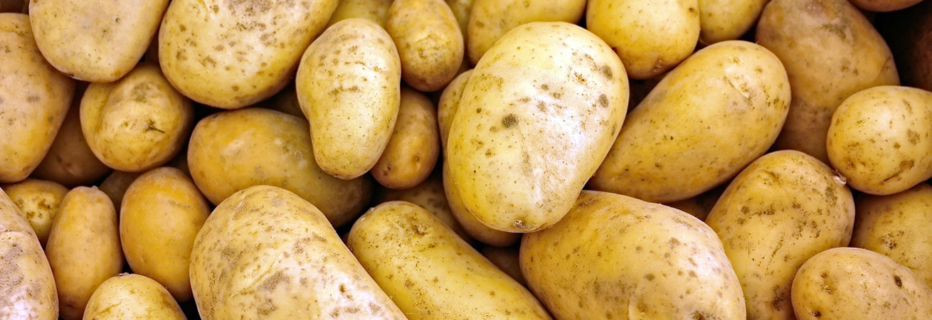 На Ставрополье собрано 8 тысяч тонн чипсового картофеля