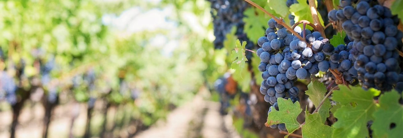 На Ставрополье собрано свыше 44 тыс. тонн винограда в 2022 году