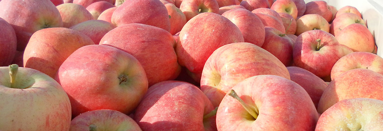 Рекордный урожай яблок собран на Ставрополье