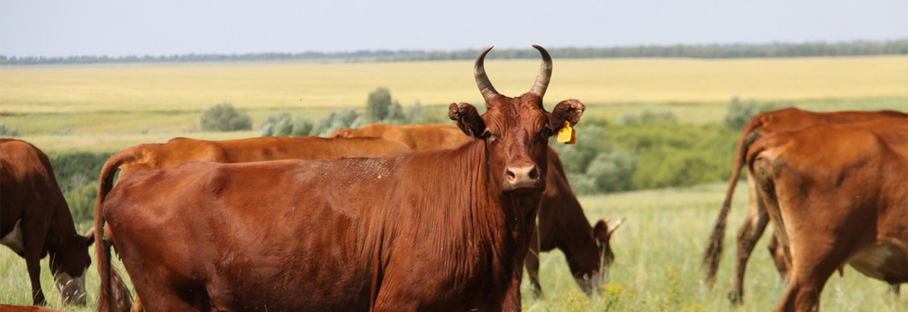 Ставрополье – один из лидеров по выращиванию крупного рогатого скота калмыцкой породы