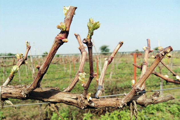 Аграрии Ставрополья приступили к отпашке укрывных сортов винограда