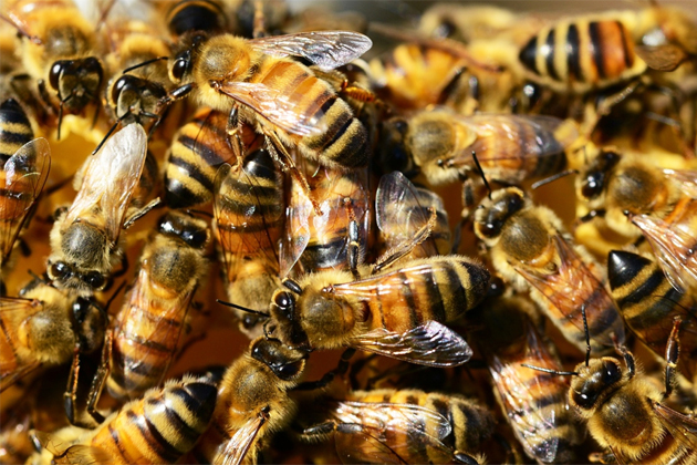 На Ставрополье поддерживают развитие пчеловодства