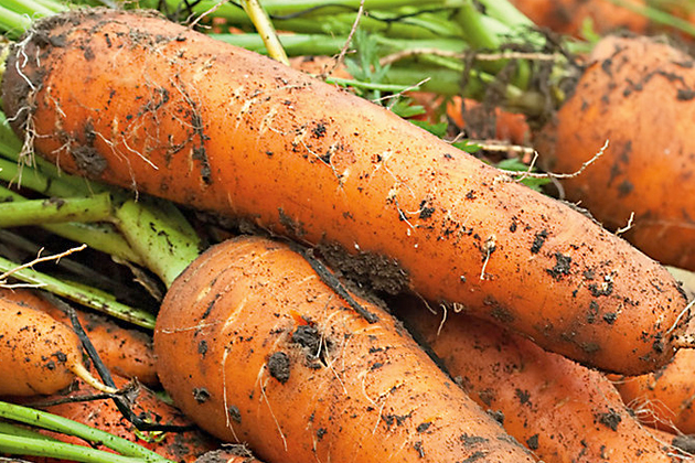 Аграриям Ставрополья предстоит убрать 290 гектар, отведённых под морковь
