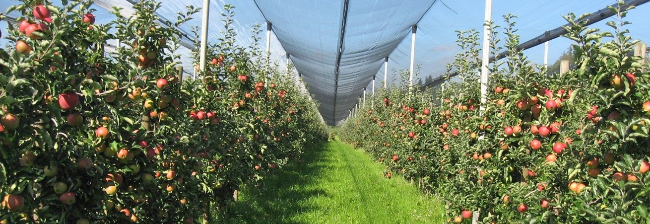 Ставропольские аграрии приступили к первым работам в яблоневых садах