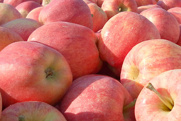 На Ставрополье урожай яблок составил порядка 75 тыс.тонн