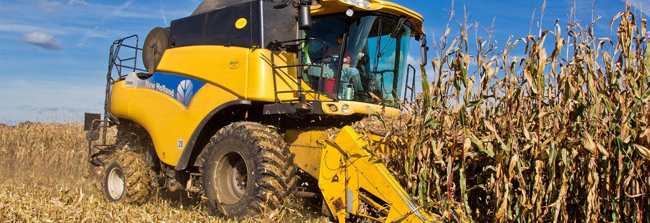 Ставропольскую кукурузу убирают 800 комбайнов