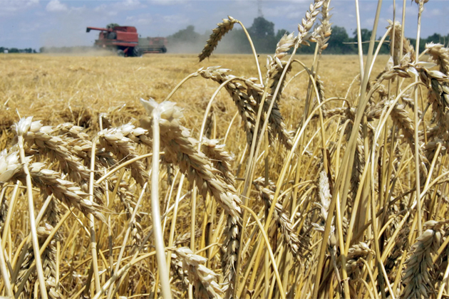 Ставропольское зерно - самое качественное в России