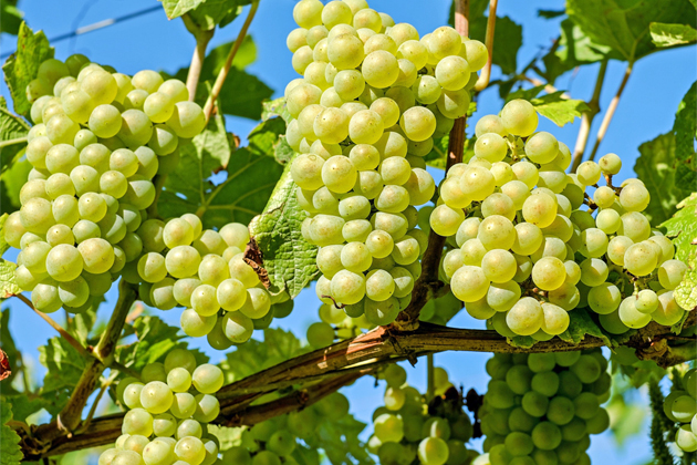Ставрополье занимает 4 место в России по урожаю винограда