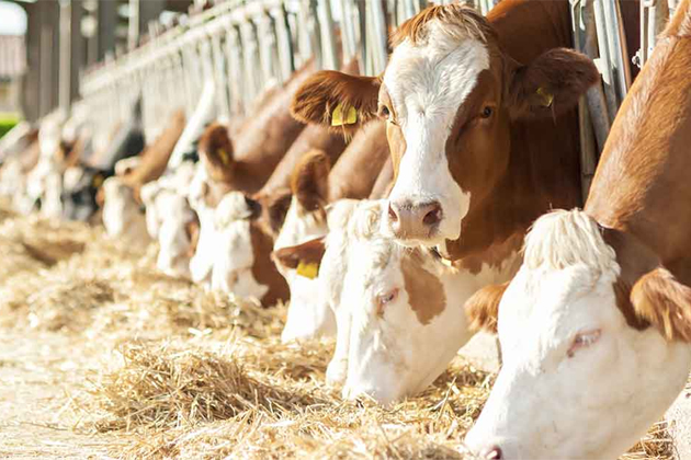 Аграриям Ставрополья возместят часть затрат на приобретённые корма в молочном животноводстве