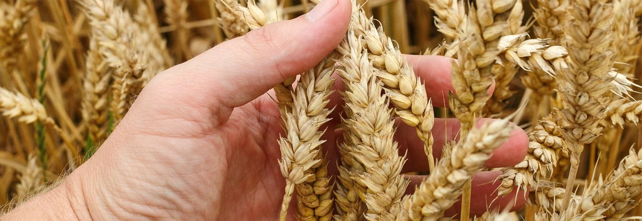 Минсельхоз РФ прогнозирует увеличение урожая зерновых в 2019 году до 118 млн тонн