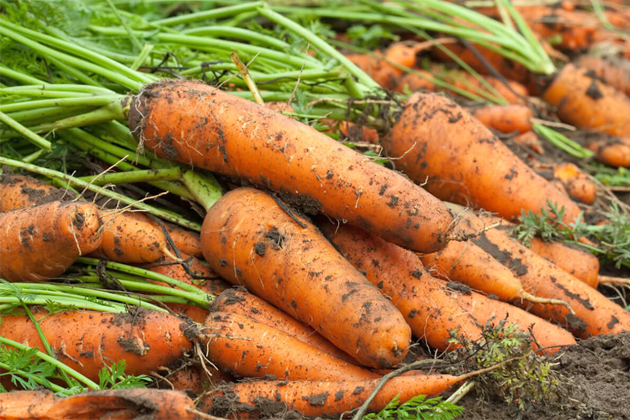 На Ставрополье вырос урожай моркови на 6%