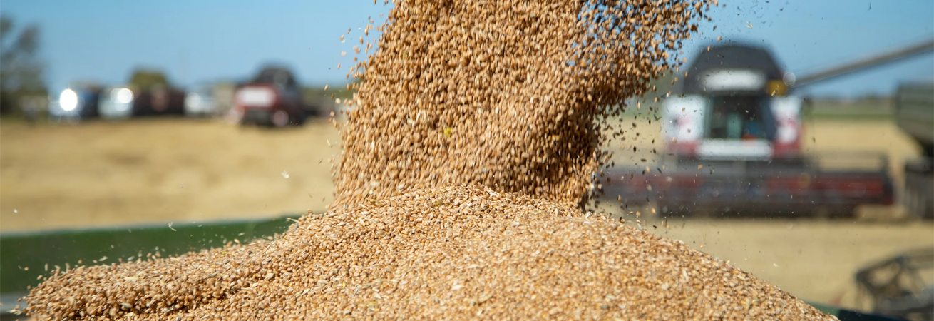 Минсельхоз не видит причин для дефицита зерна в России