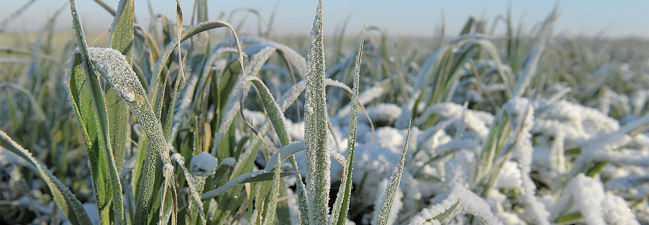 Аграрии Ставрополья увеличили площади озимой пшеницы твердых сортов