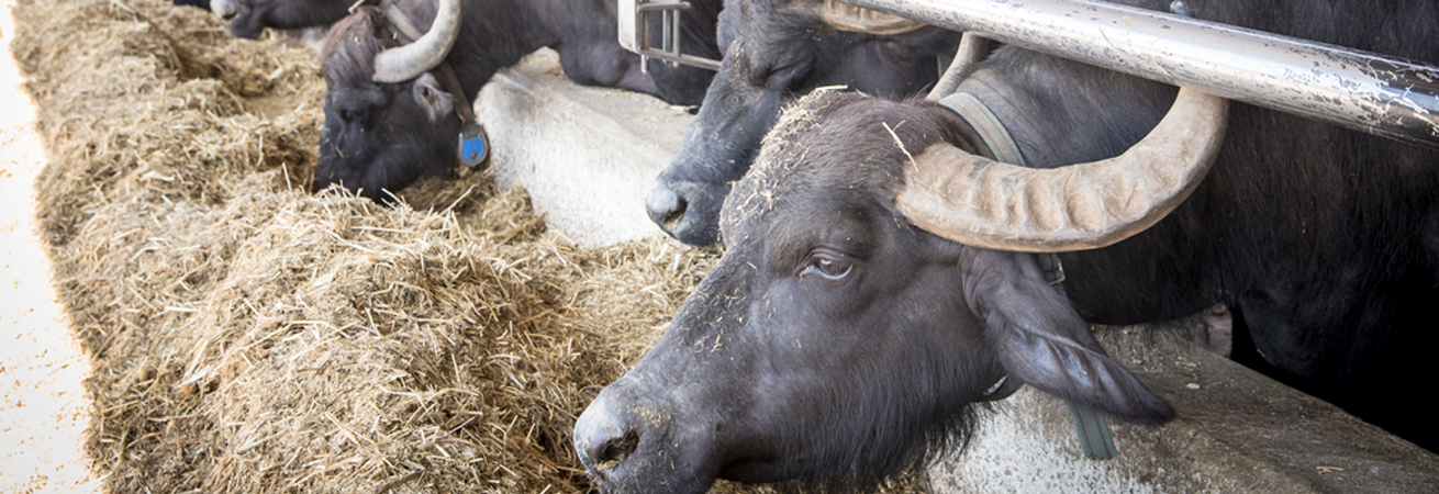 Первую буйволиную ферму в России построят на Ставрополье