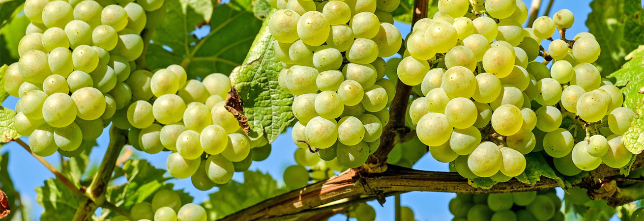 На Ставрополье стартовала уборка винограда