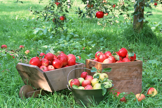 Первые 600 тонн летних яблок собрали георгиевские садоводы