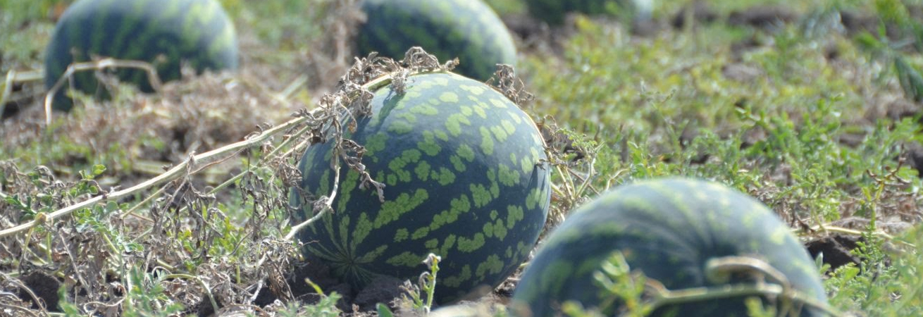 На Ставрополье планируют высадить бахчевые культуры на площади до 1000 гектаров