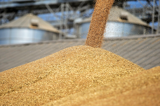 Ставрополье нарастило объёмы экспорта зерновых культур