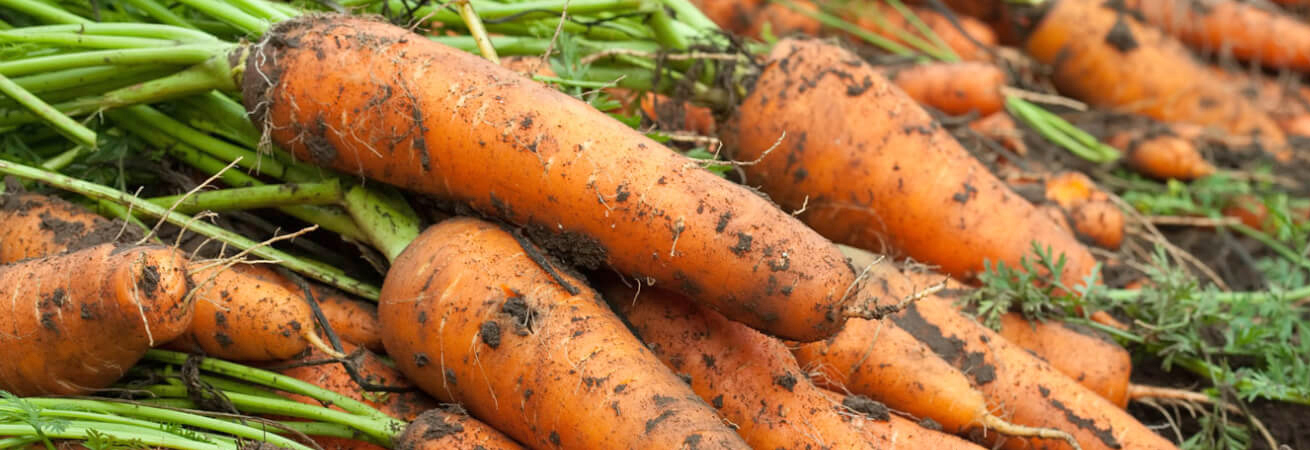 На Ставрополье вырос урожай моркови на 6%