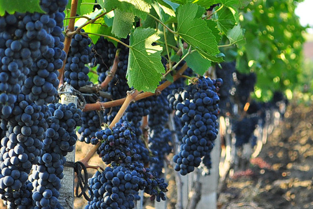 На Ставрополье завершена уборка винограда