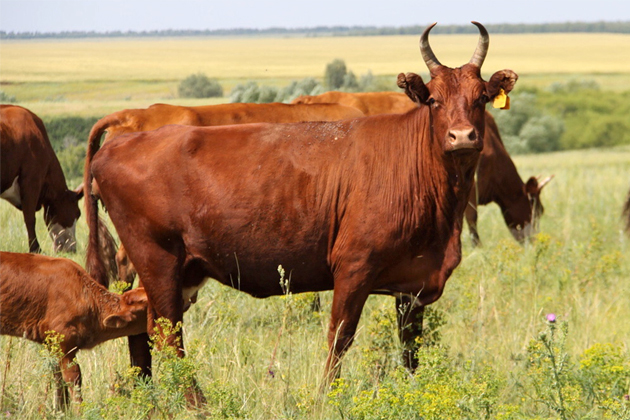 На Ставрополье активно развивается мясное скотоводство
