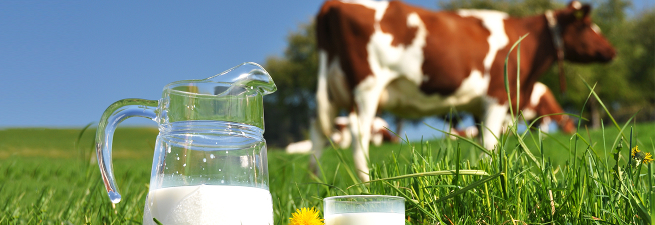 Ставропольским аграриям компенсируют часть затрат на производство молока