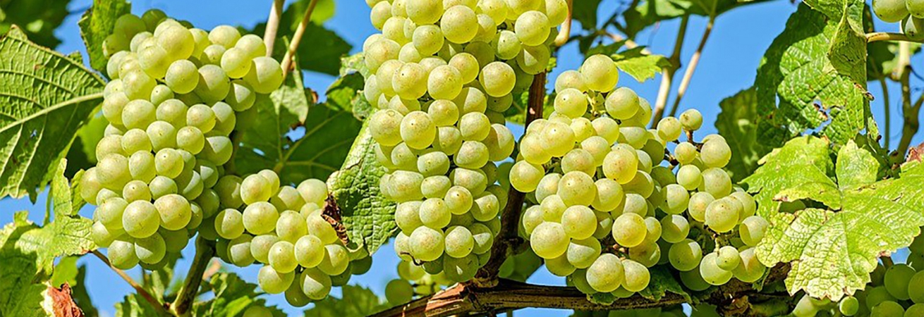 Ставрополье соберет 35 тыс. тонн винограда