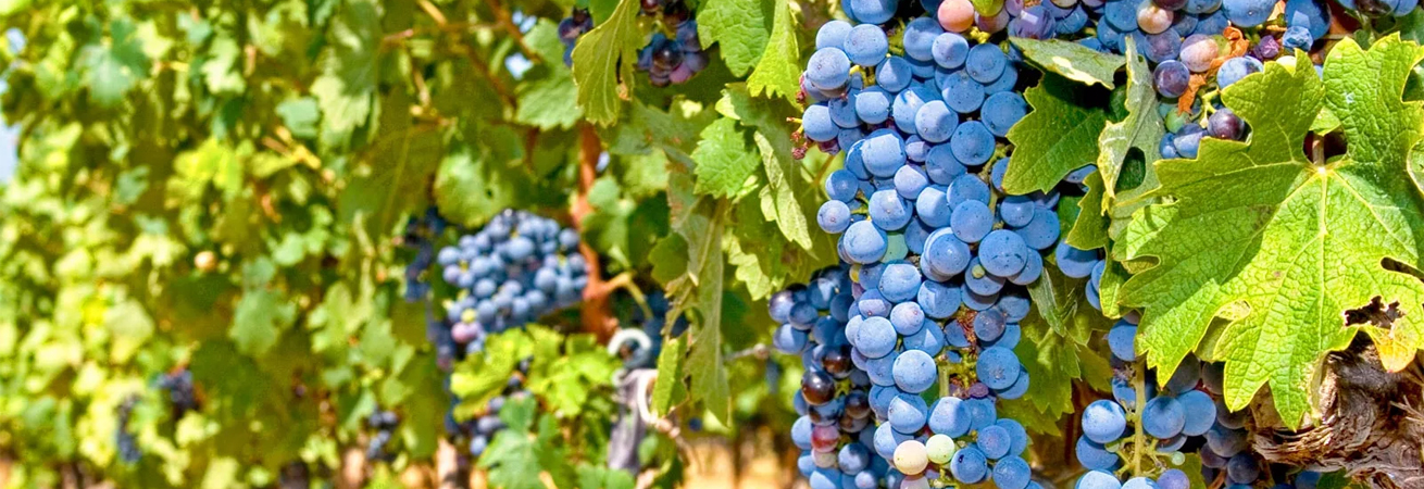 В 2022 году на Ставрополье увеличится господдержка виноградарства