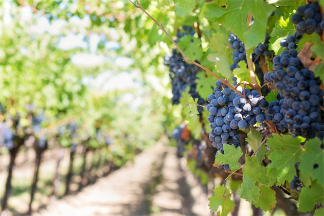 На Ставрополье собрано свыше 44 тыс. тонн винограда в 2022 году